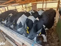 گاو نر, Russian Black pied cattle — عکس 1