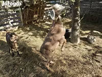 Cabra, Nubian Goat — foto 5