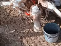 Turkeys — 照片 4
