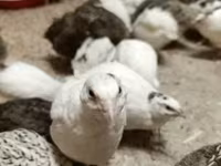 Quails — снимка 3