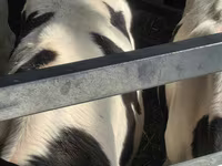 گاو نر, Russian Black pied cattle — عکس 4