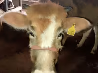 母牛, Swiss cattle — 照片 4
