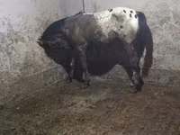 Hoppe, Appaloosa — foto 2