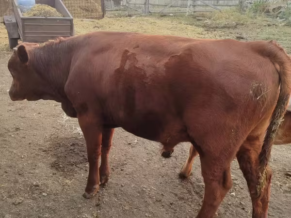 Lembu jantan, Red Steppe Cow