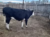 Lo’, Russian Black pied cattle — sawirka 2