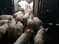 Sow, Pigs — photo 3