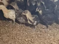 Australorp — 3. fotó