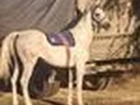 Kůň, Arabian horse — foto 5