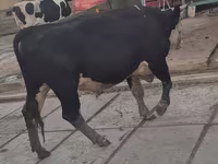 گاو نر, Simmental cattle — عکس 4