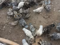 Ducks — รูปภาพ 2