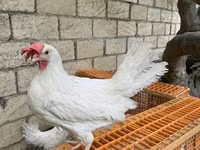 لگهورن — عکس 1