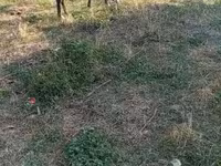 Koń, Konie — zdjęcie 4