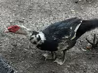 Ducks — 사진 2