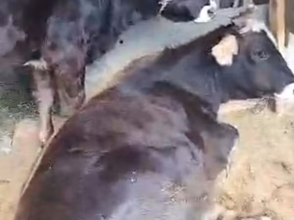 گاو ماده, نژاد آلتائو