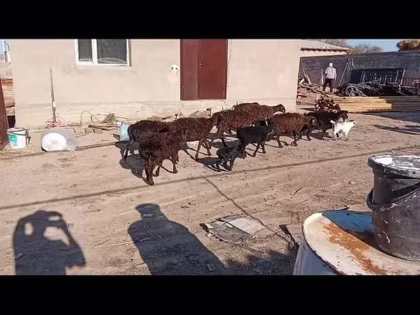 Koza, Kozy