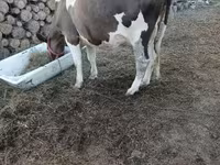 İnek, Holstein ırkı — foto 3