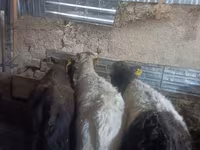 Kuh, Rinder — Foto 5