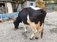 Vaca, Raza Holstein — foto 2