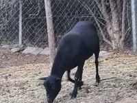 قوچ, Cameroon sheep — عکس 2