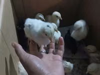 Chickens — foto 1