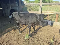 گاو و گوساله (گروه، جنسیت مشخص نشده), گاو سفیدسر قزاقستانی — عکس 6