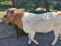 بز ماده, Boer goat — عکس 3