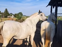 母马, Lipizzaner — 照片 2