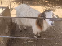 بز ماده, بز — عکس 2