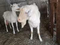 Chèvre, Saanen goat — photo 3