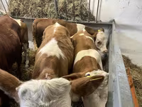 گاو نر, Simmental cattle — عکس 1