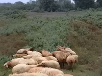 Moutons (lot, sexe non indiqué), Moutons — photo 4