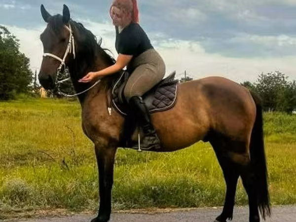 Koń, Konie