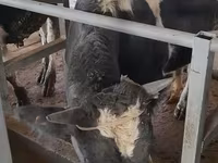 วัวตัวผู้, Russian Black pied cattle — รูปภาพ 5