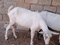 Koza, Saanen goat — foto 3
