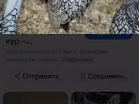 Chickens — تصویر 3