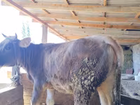Vacă, Swiss cattle — foto 6