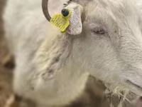 Keçi, Saanen goat — foto 1