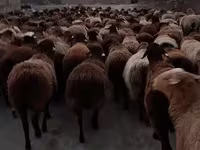 Bélier, Hissar sheep — photo 4