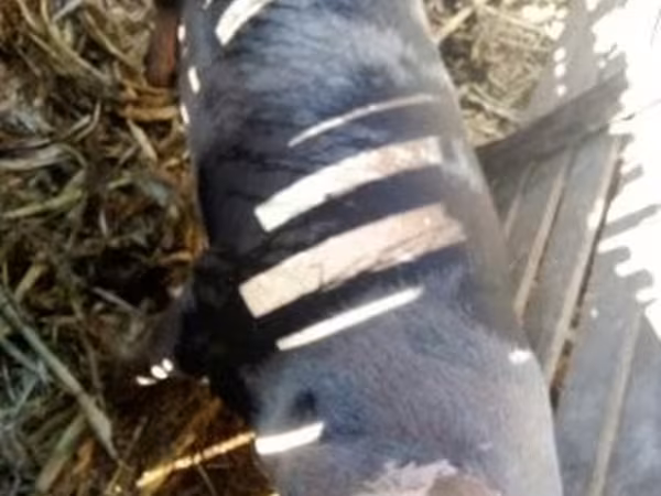 Sow, Pigs — Hungary