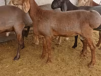 قوچ, Arashan sheep — عکس 5