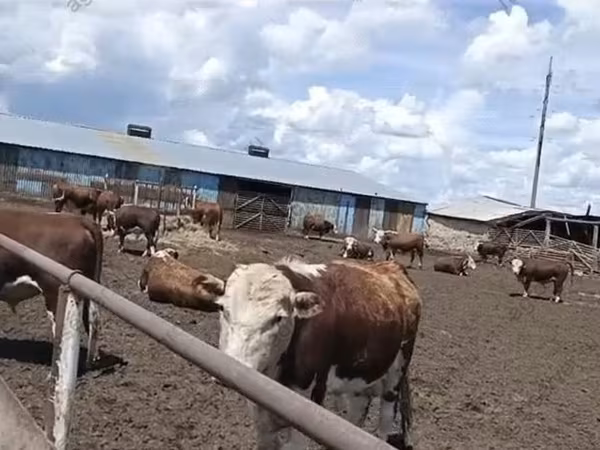 Bull, Kazakh White-headed cow — Russia