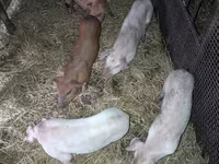 Vier, Porci — foto 1