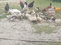 Ducks — fotografija 7