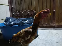 Chickens — 写真 3