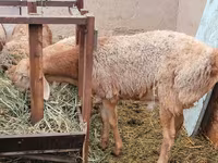 숫양, Arashan sheep — 사진 1