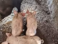 Varkens (partij, geslacht niet gespecificeerd), Varkens — foto 4