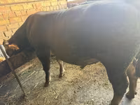 Toro, Swiss cattle — foto 3
