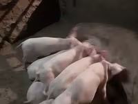 Vier, Porci — foto 2