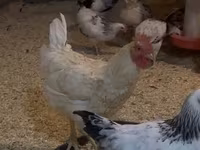 Chickens — عکس 1