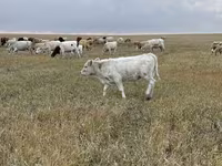 گاو نر, Swiss cattle — عکس 4